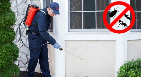 Egekent Pire İlaçlama böcek ilaçlama ve haşere kontrolü — ilaclama-tr.com